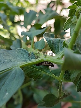性質(zhì),植物,綠色