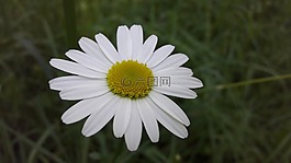 黛西,花,場(chǎng)