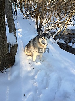 雪,狗,寵物