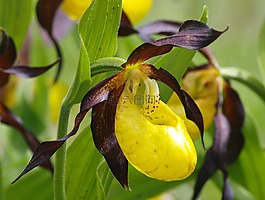 frauenschuh,蘭花,花