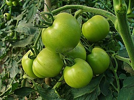 番茄,蔬菜,吃