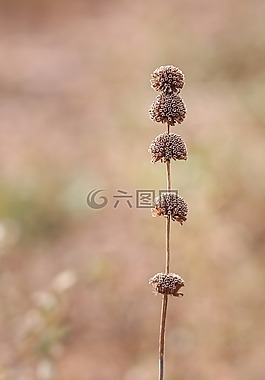 自然,植物區(qū)系,花
