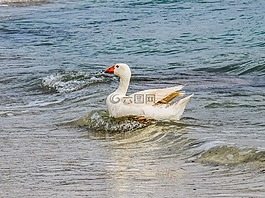 鹅,游泳,海