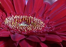 雛菊,花,自然