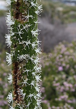 樁植物綻放,星花分手,開花