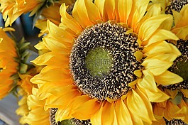 花,太陽花,廠