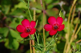紅色,廠,花