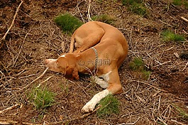 獵犬,自然,動(dòng)物