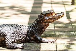 動(dòng)物園,動(dòng)物,性質(zhì)