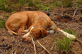 獵犬,自然,動物