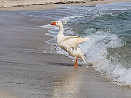 鹅,游泳,海