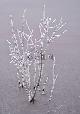 布什,凍結(jié),弗羅斯特