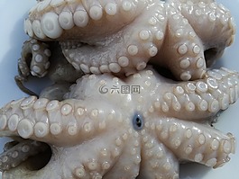 八達通,polpo,意大利良好的食物