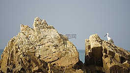 海,海鷗,只身