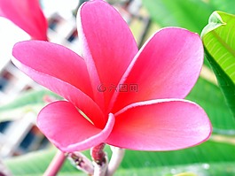 fragipani,粉紅色,開花