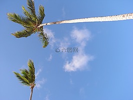 棕櫚樹,夏季,海灘