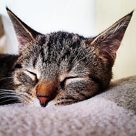 貓,可愛,動物