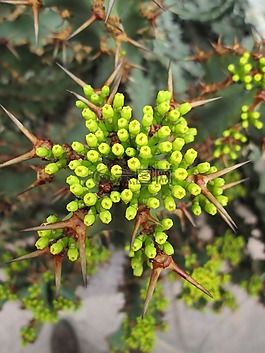 仙人掌,性質(zhì),仙人掌花