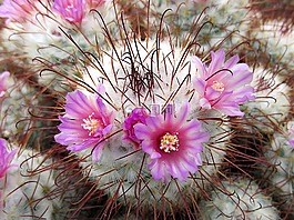 仙人掌,花,紫
