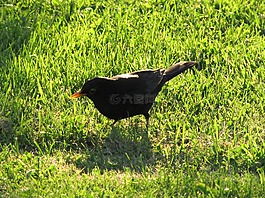 黑鳥,鳥,性質(zhì)