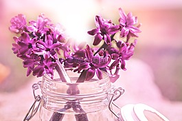 风信子,花,鲜花
