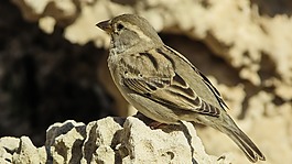 麻雀,鳥,坐