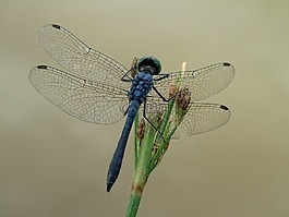 蜻蜓,昆蟲,性質(zhì)