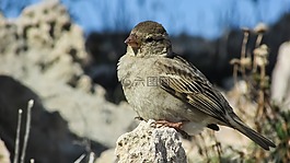 麻雀,鳥,動(dòng)物