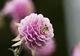鸽的,aquilegia,hahnenfußgewächs