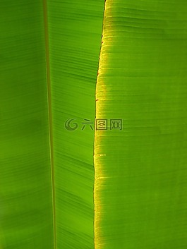 香蕉,片,穆薩