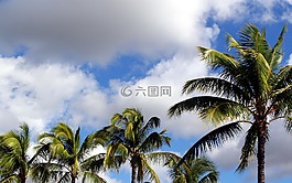 椰子樹,藍(lán)色,天空