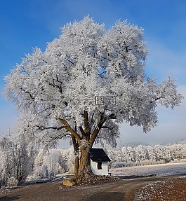 冬天,雪,寒冬