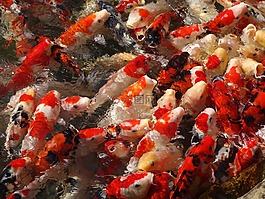 魚(yú),水下,海洋