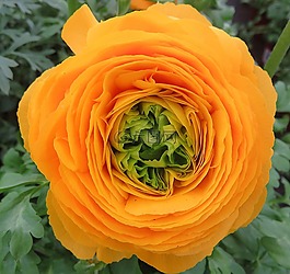 茛,花,橙色