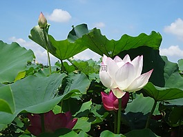 植物,鮮花,蓮花