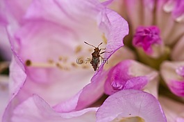 杜鵑,開花,春天