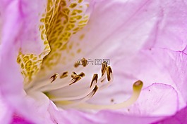 杜鵑,開花,春天