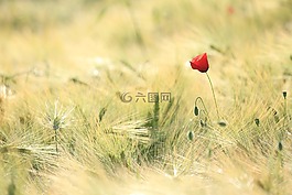 罌粟,字段,景觀