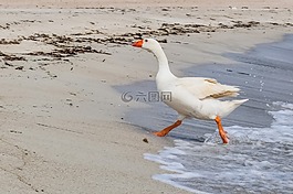 鹅,游泳,海