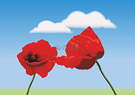 klatschmohn,鮮花,罌粟花