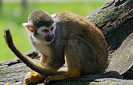 蜘蛛猴,動物園,猴子