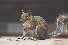 松鼠,蓬松,動物