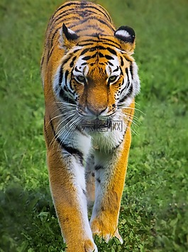 虎,動物園,野生動物