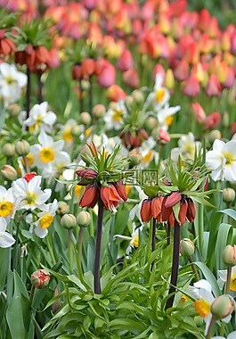 春天,花的海洋,鮮花