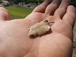 埃爾,少數,葉子