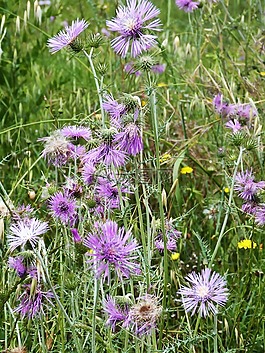 鲜花,野生,锦葵