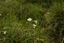 草,白花,花