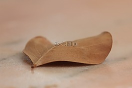 葉,棕色,特寫