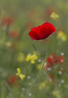 野生花卉,花,春天