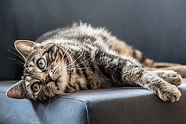 猫,灰色,国内的猫